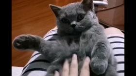 蓝猫在线视频,探索奇幻冒险之旅